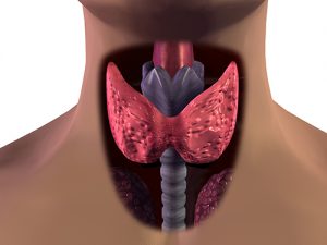 Thyroid Gland and parathyroid disease
